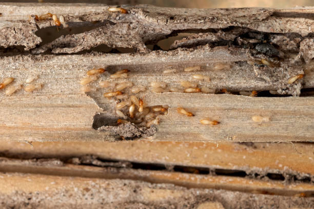 Best Local Pest Control Services  in Albert Lea, MN